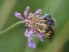 41684 – Photo : Harm alberts – France (17)
