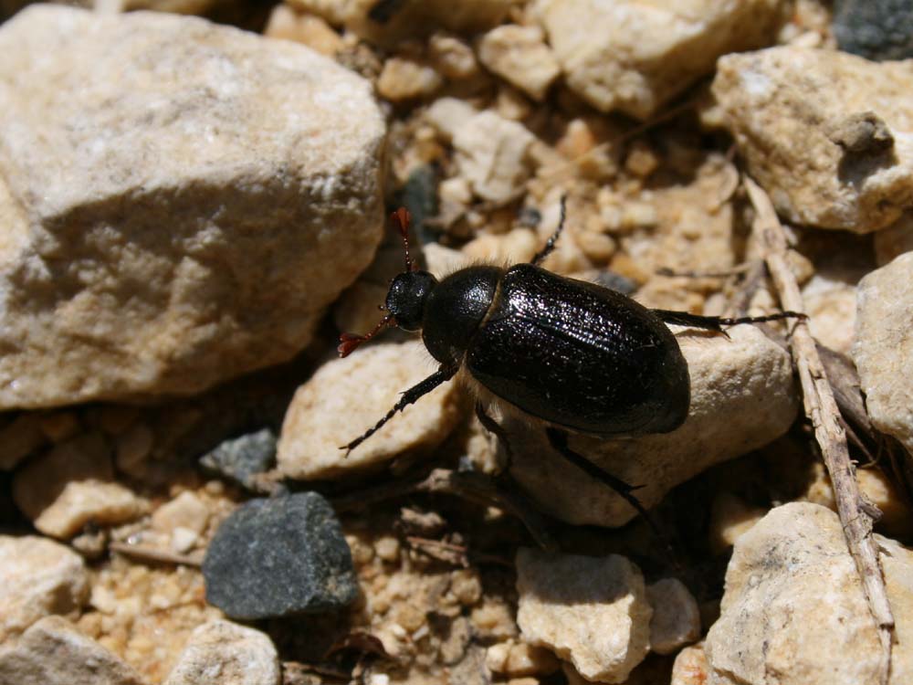 Mael Garrin - Amphimallon atrum - réf. 41117 (1000 x 750 pixels, 101 ko)