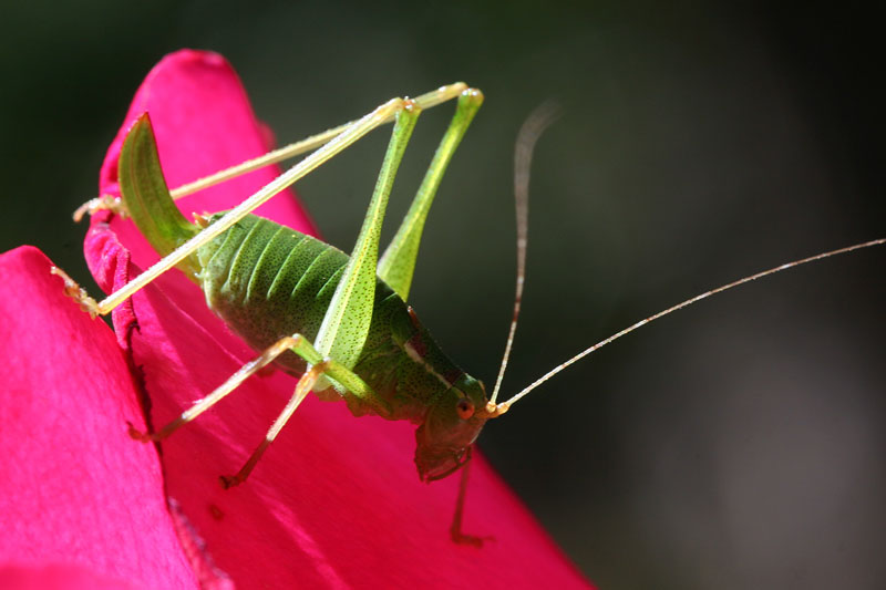 Liboupat - Leptophyes punctatissima - réf. 41284 (800 x 533 pixels, 56 ko)