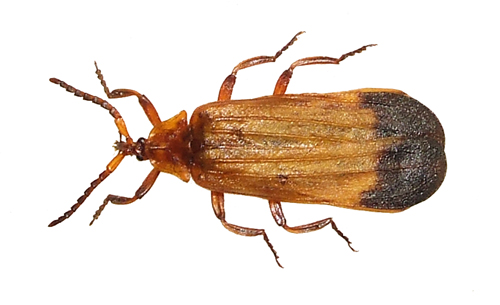 Zetrik - Lycus sp. - réf. 41094 (500 x 305 pixels, 68 ko)