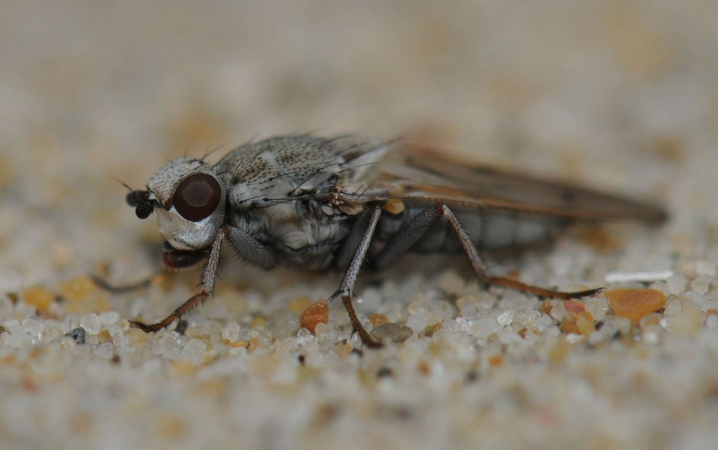 Christine DEVILLERS - Helcomyza ustulata - réf. 41299 (1400 x 877 pixels, 115 ko)