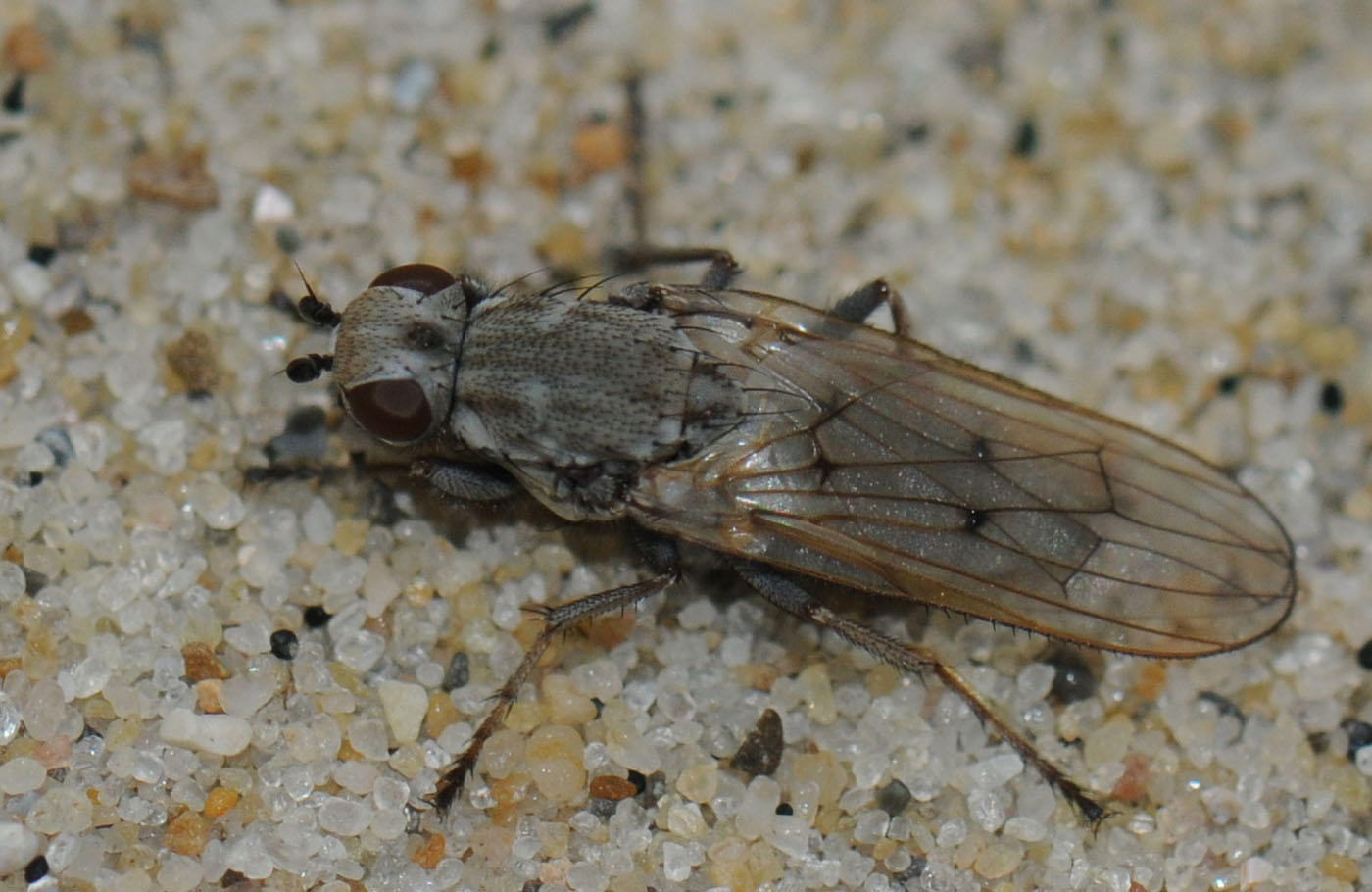 Christine DEVILLERS - Helcomyza ustulata - réf. 41303 (1400 x 910 pixels, 179 ko)