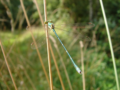 Anonyme - Lestes virens - réf. 41000 (400 x 300 pixels, 59 ko)