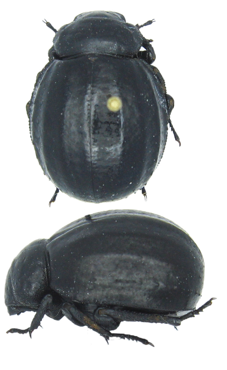 Stephane VASSEL - Pimelia sp. - réf. 41110 (790 x 1285 pixels, 162 ko)