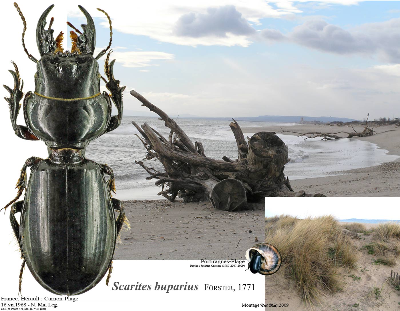 Noel Mal - Scarites (Scallophorites) buparius - réf. 41025 (1399 x 1086 pixels, 218 ko)