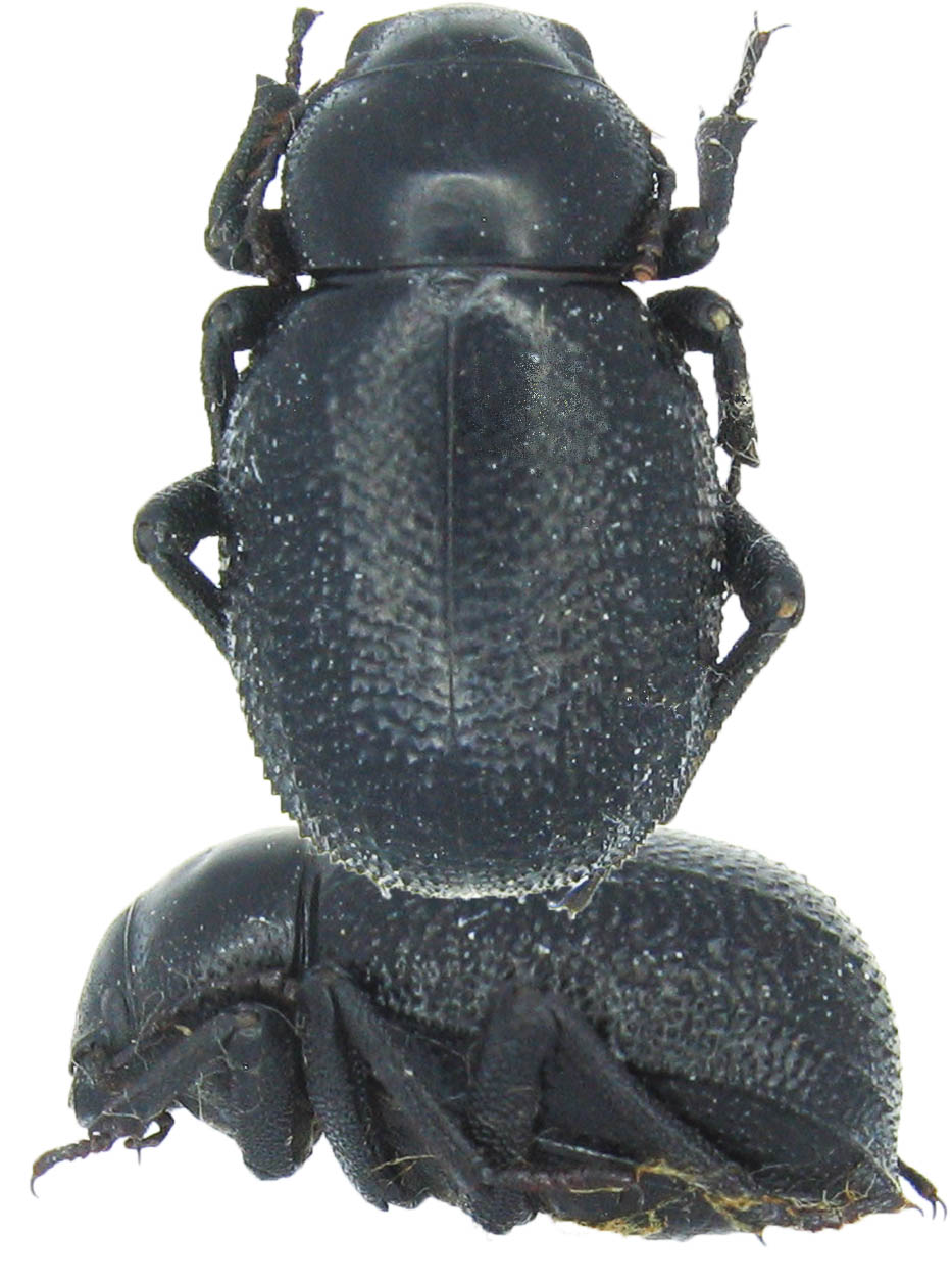 Stephane VASSEL - Pimelia sp. - réf. 41168 (933 x 1254 pixels, 151 ko)