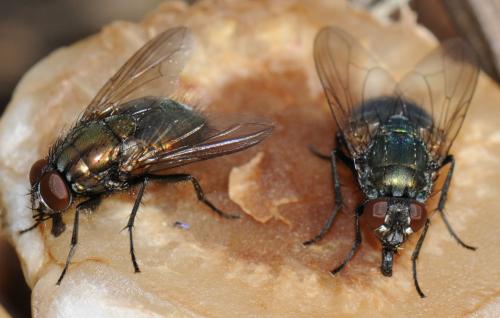 Réf. 42 675 : Eudasyphora cyanella
