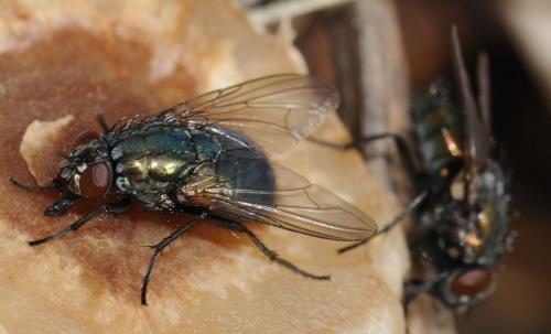 Réf. 42 674 : Eudasyphora cyanella