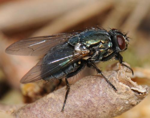 Réf. 42 676 : Eudasyphora cyanella