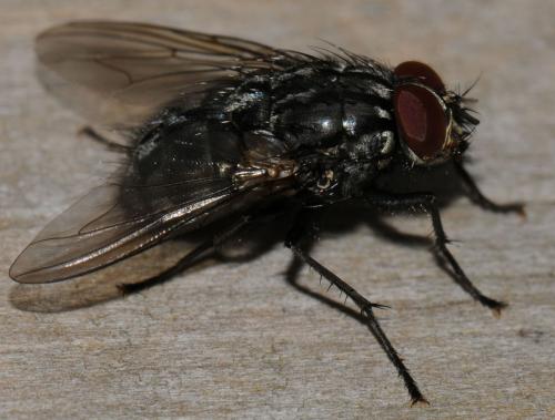 Polietes lardarius