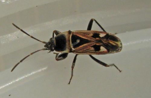 Raglius tristis