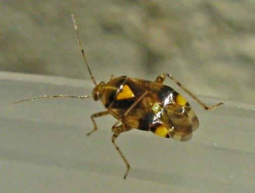 Liocoris tripustulatus