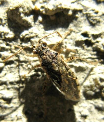 Brachycarenus tigrinus