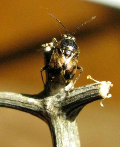 Réf. 42 519 : Deraeocoris serenus