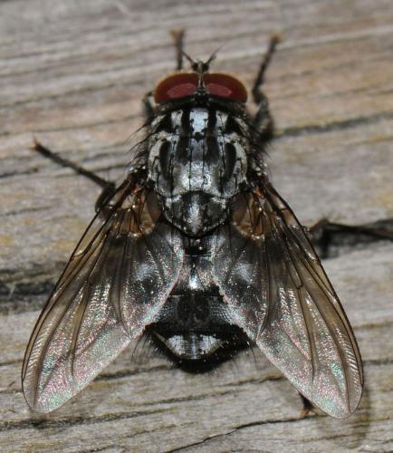 Réf. 42 489 : Polietes lardarius