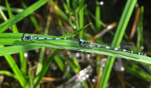 Coenagrion pulchellum
