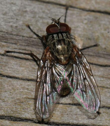 Phaonia tuguriorum
