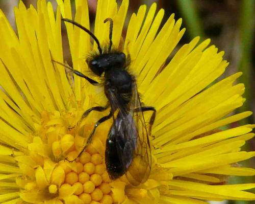 Réf. 42 509 : Andrena sp.