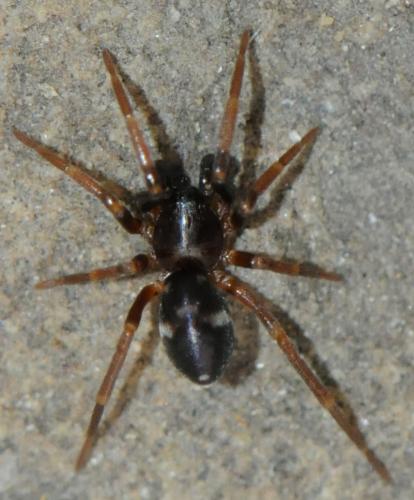Phrurolithus festivus