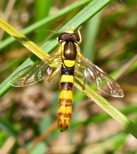 Sphaerophoria scripta