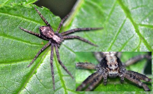 Philodromus sp.