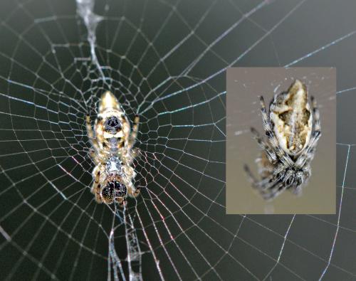Cyclosa sp.