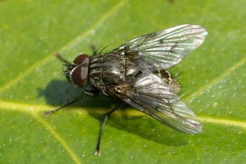 Réf. 42 481 : Helina evecta