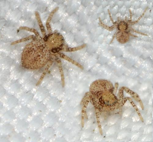 Philodromus sp.
