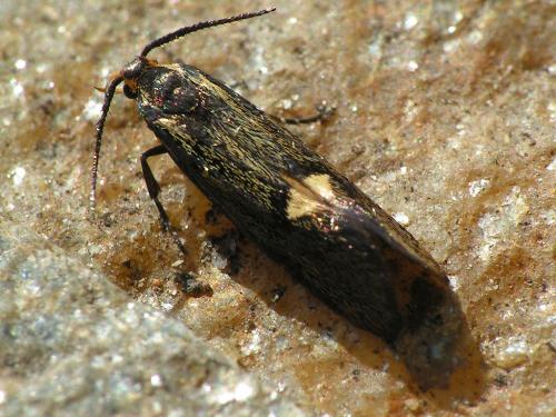 Esperia sulphurella