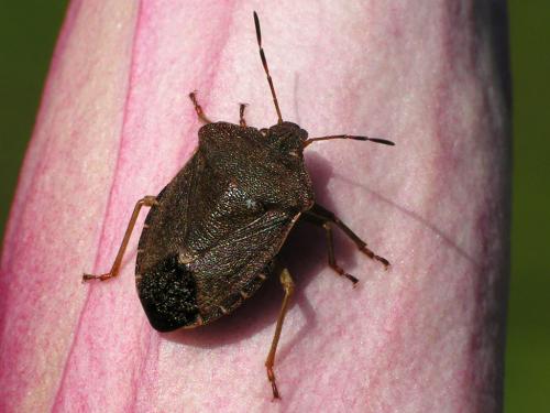 Palomena prasina