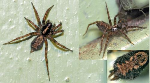Réf. 42 320 : Textrix denticulata