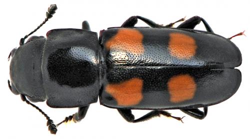 Glischrochilus quadripunctatus
