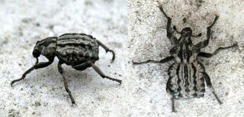 Brachycerus sp.