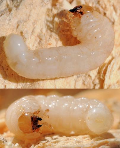 Réf. 42 635 : Platycerus sp.