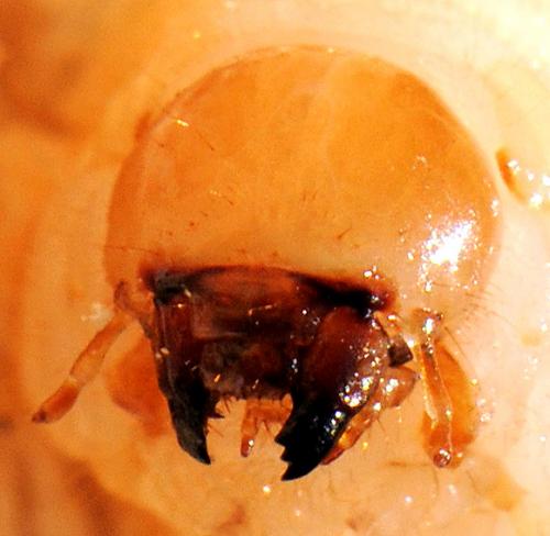 Platycerus sp.