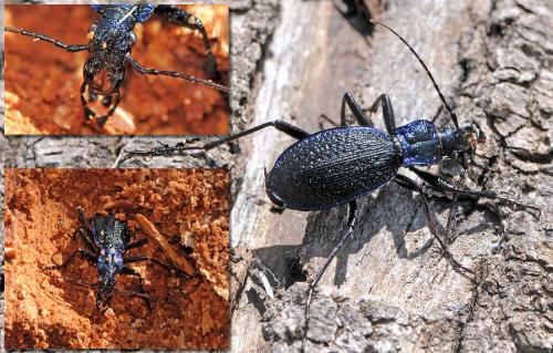 Réf. 42 637 : Carabus intricatus