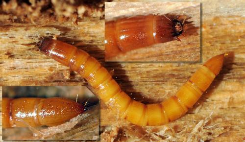 Ampedus sp.