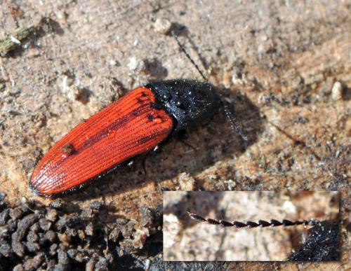 Réf. 42 648 : Ampedus sp.