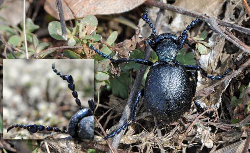 Réf. 42 640 : Meloe violaceus