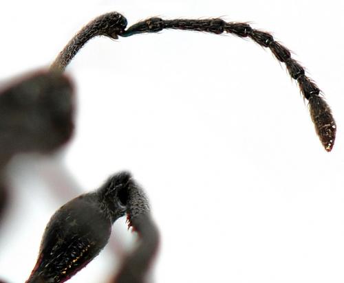 Réf. 42 673 : Otiorhynchus armadillo
