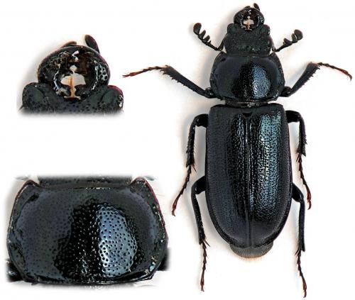Platycerus caprea