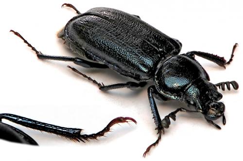 Platycerus caprea