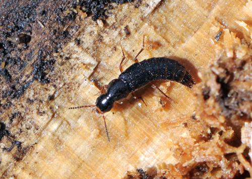Réf. 42 802 : Quedius sp.