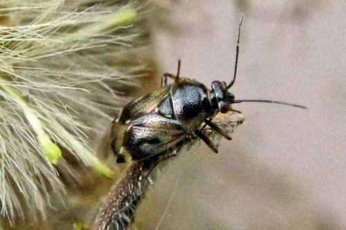 Réf. 42 118 : Deraeocoris serenus