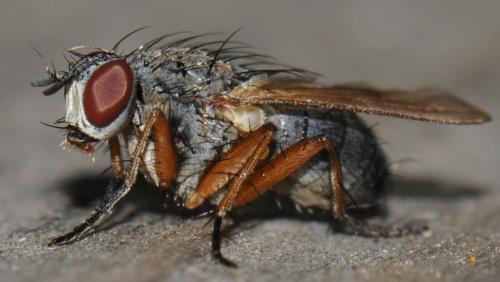Coenosia sp.
