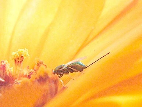 Toryminae