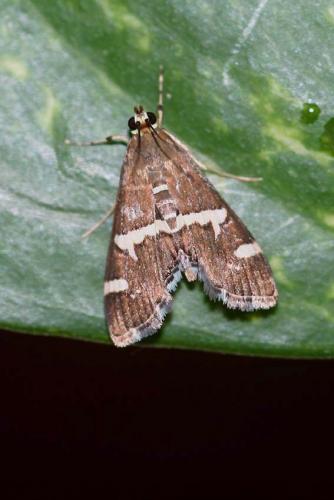 Réf. 42 947 : Spoladea recurvalis