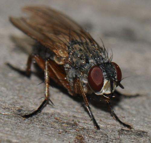 Coenosia sp.