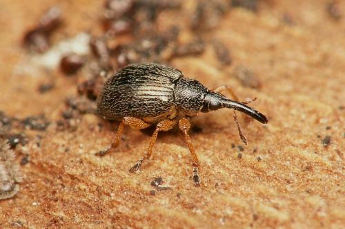 Pseudapion rufirostre