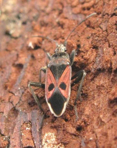 Réf. 42 053 : Lasiocoris anomalus